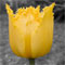 Material Image