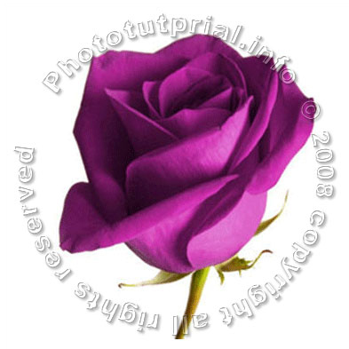 Rose from Chocolate! image 1