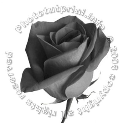 Rose from Chocolate! image 2