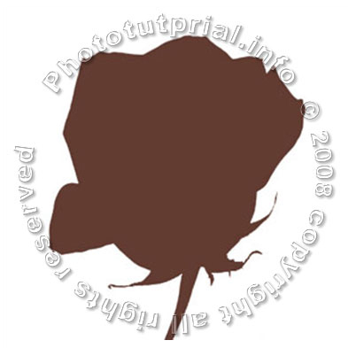 Rose from Chocolate! image 4