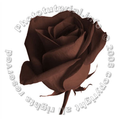 Rose from Chocolate! image 6