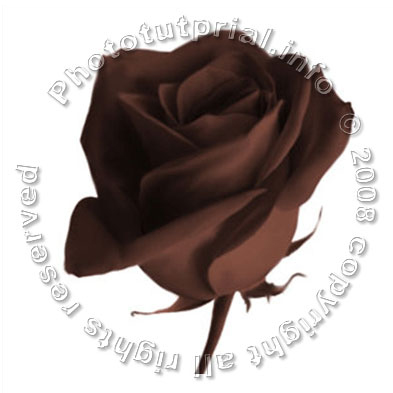 Rose from Chocolate! image 8
