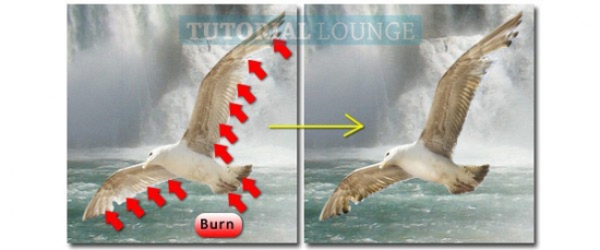 Burn Tool to darken the wings and tail