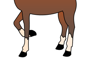 Cartoon Horse Legs